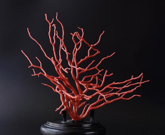 如何判断沙丁红珊瑚 沙丁红珊瑚的特征有哪些？