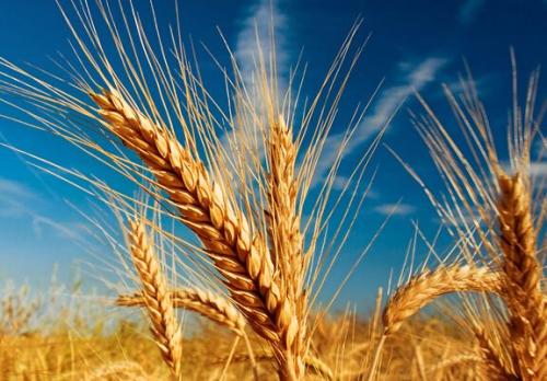 气候影响粮食物流 小麦面临“倒春寒”