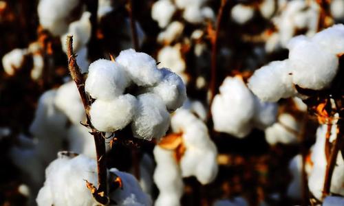 政策支持物流 棉花价格振幅加大