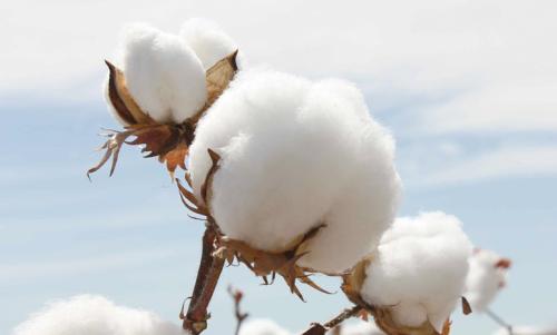 疫情影响棉价走势 近期维持弱势