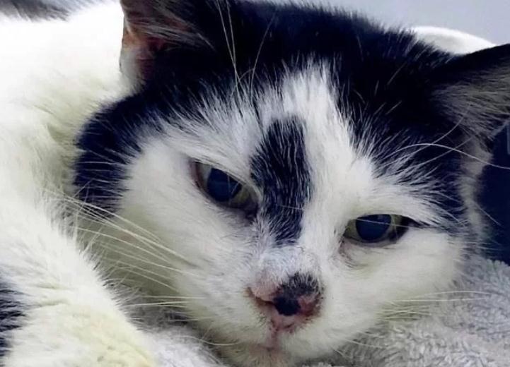 英国一只猫失踪11年后被找到 实在是难以置信