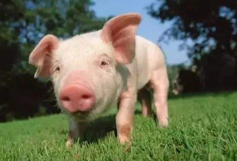 美国猪肉批发价飙升近三成 食品加工巨头陆续关闭肉类加工厂