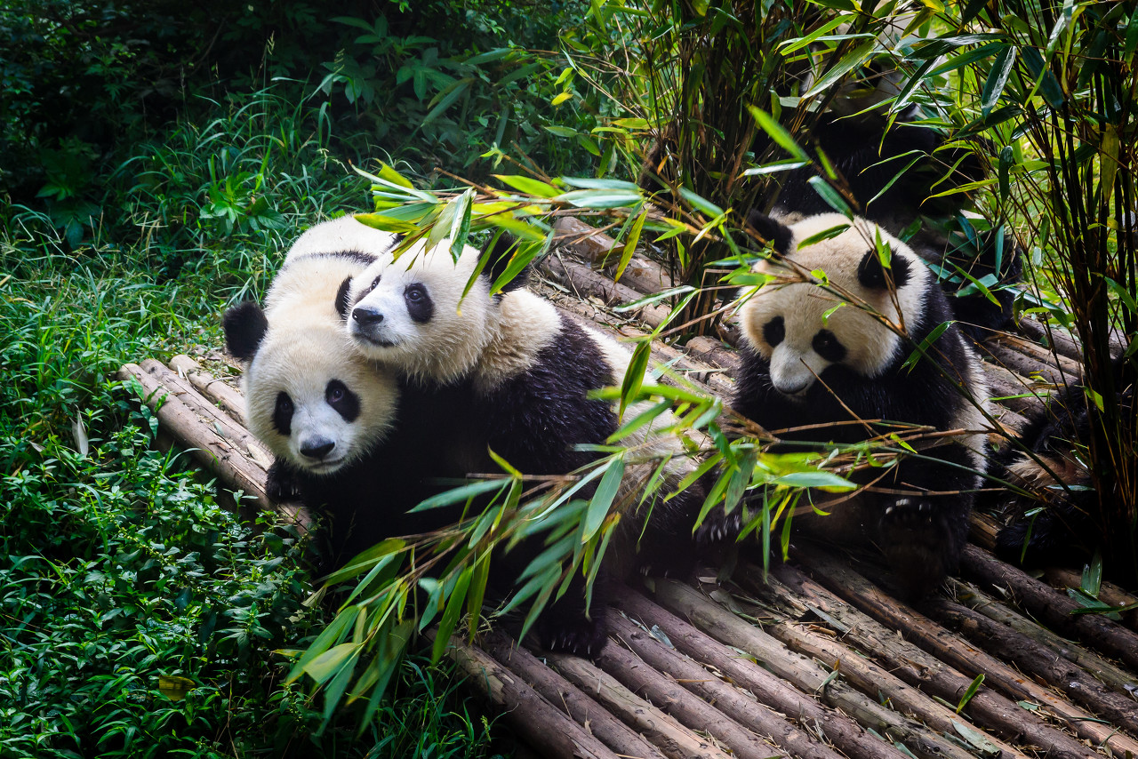 中国大熊猫的样子图片