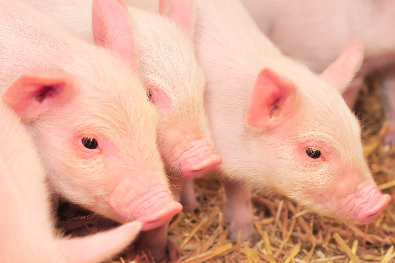 生猪价格同比降五成 价格下行养殖户该如何应对呢？