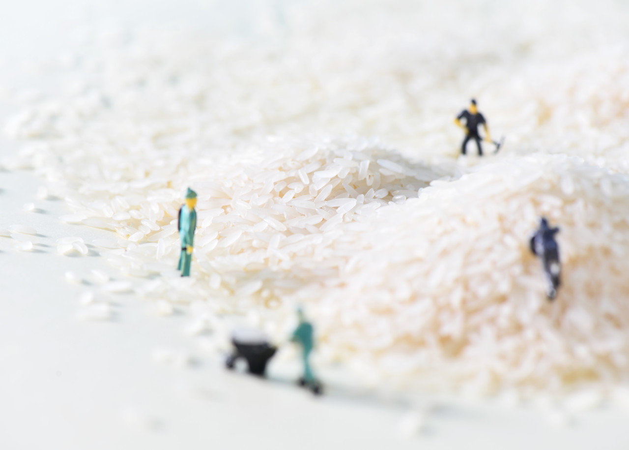 需求弱势难改 短期中晚稻趋弱行情仍将持续