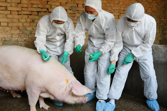 非洲猪瘟击溃养猪农民 大型养猪公司将取代家庭养猪场？