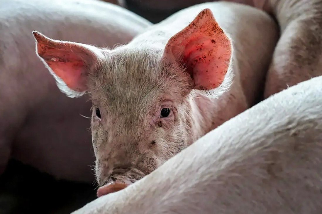 非洲猪瘟击溃养猪农民 大型养猪公司将取代家庭养猪场？