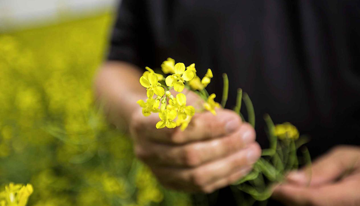 損失慘重！油菜籽出口跌70% 加拿大就中國(guó)禁令向世衛(wèi)二次申訴！