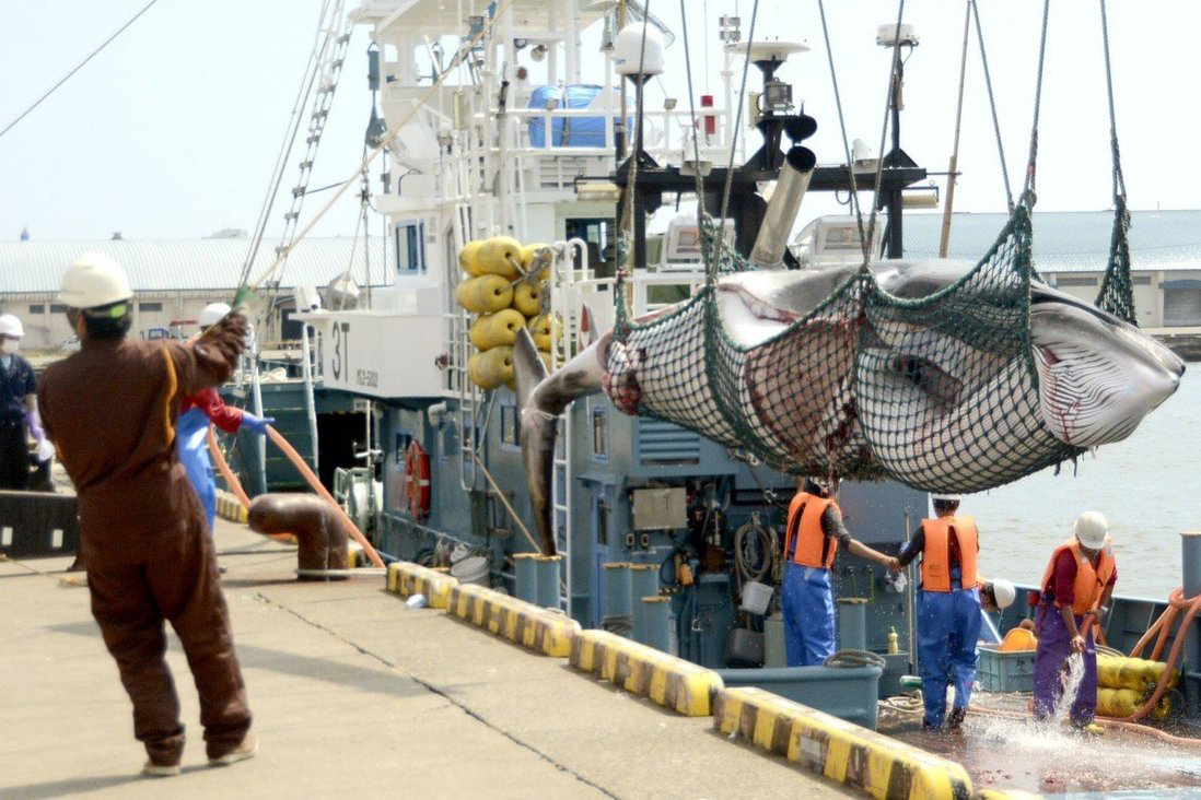 日本捕鲸公司斥60亿日元建造新母船 动物权利保护者却表示支持！