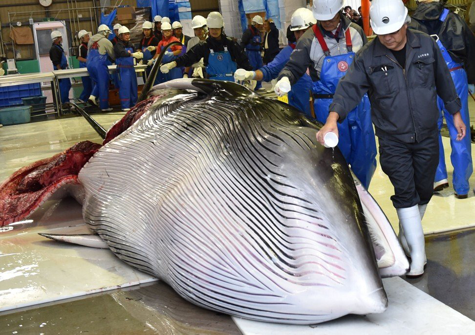 日本捕鲸公司斥60亿日元建造新母船 动物权利保护者却表示支持！