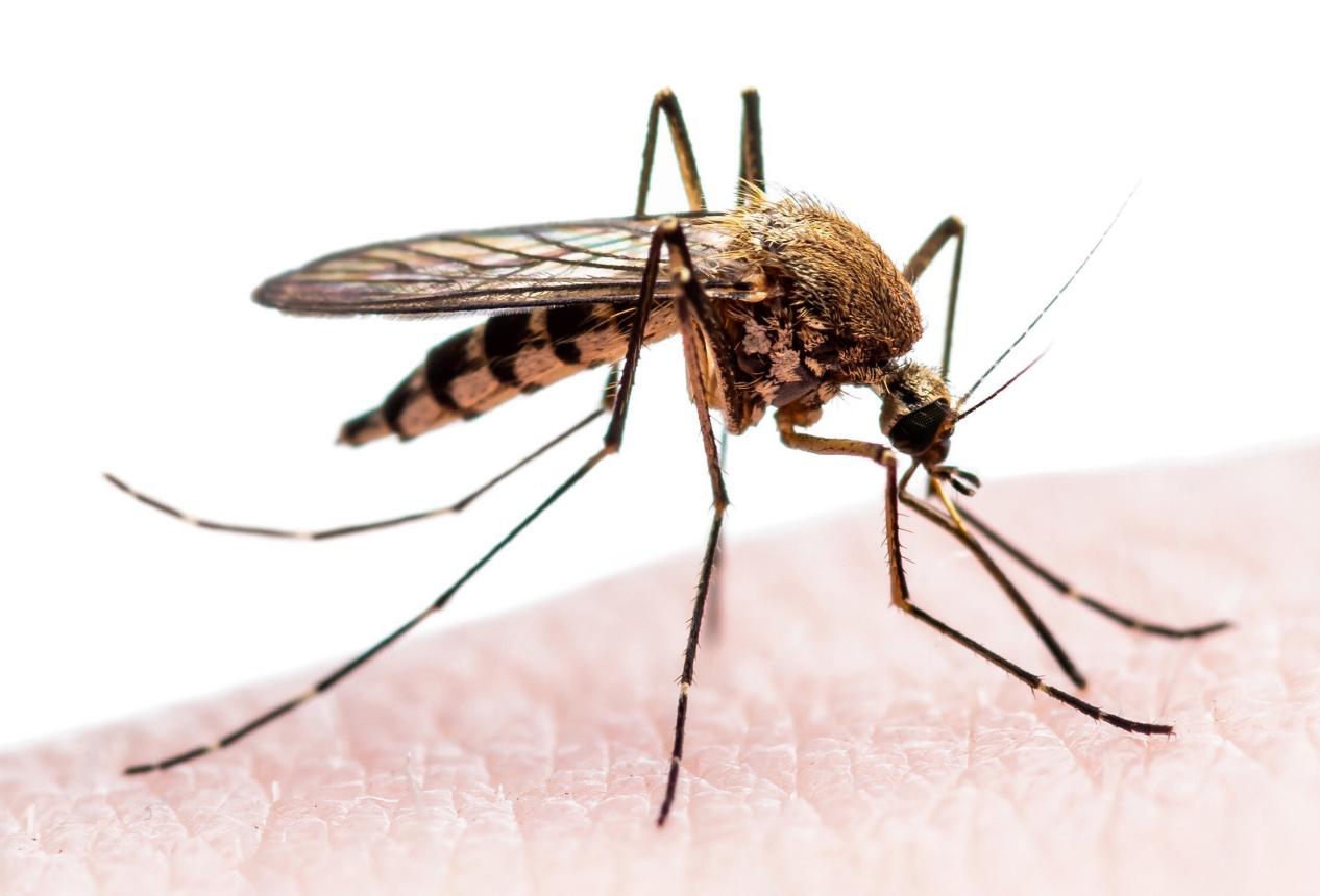 中国疟疾病例成功归零！不仅发明青蒿素 还将成为世界的榜样！