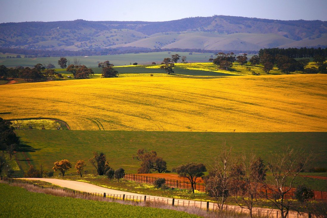 失去中国市场！澳大利亚大麦种植骤减15% 农民被迫改种油菜籽！