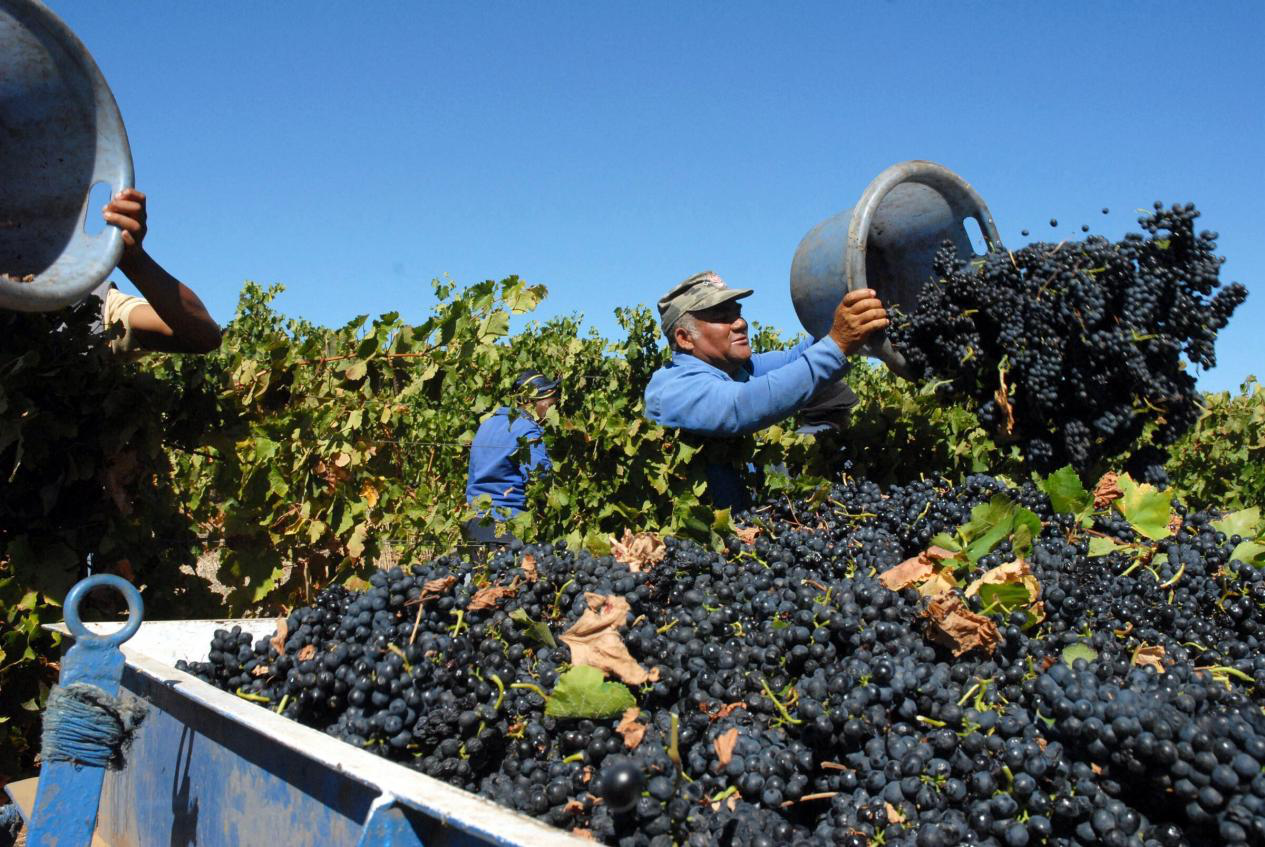 中国人现在喝什么葡萄酒？南非葡萄酒出口涨192%取代澳大利亚！