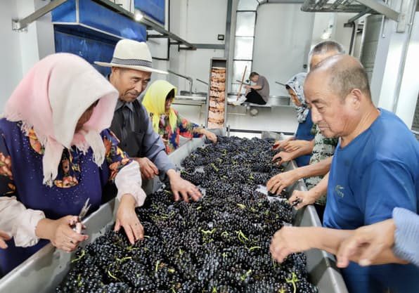 從山東省到香格里拉 國產(chǎn)葡萄酒也擁有世界級的味道！