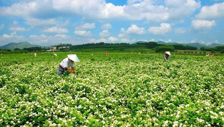 中國10大超級縣城！曹縣承包日本90%的棺材 許昌承包全球80%假發(fā)！