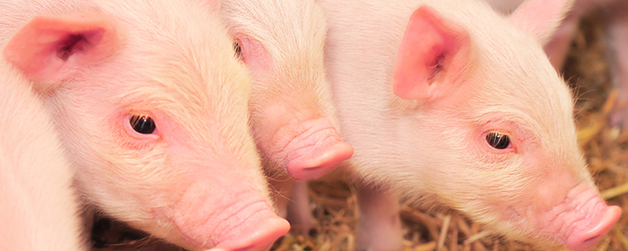 生猪期货是什么 何时上市的?