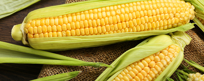 玉米属于什么类？