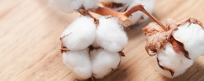 棉花属于什么材料？