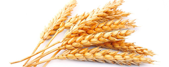 普麦期货和强麦期货的区别