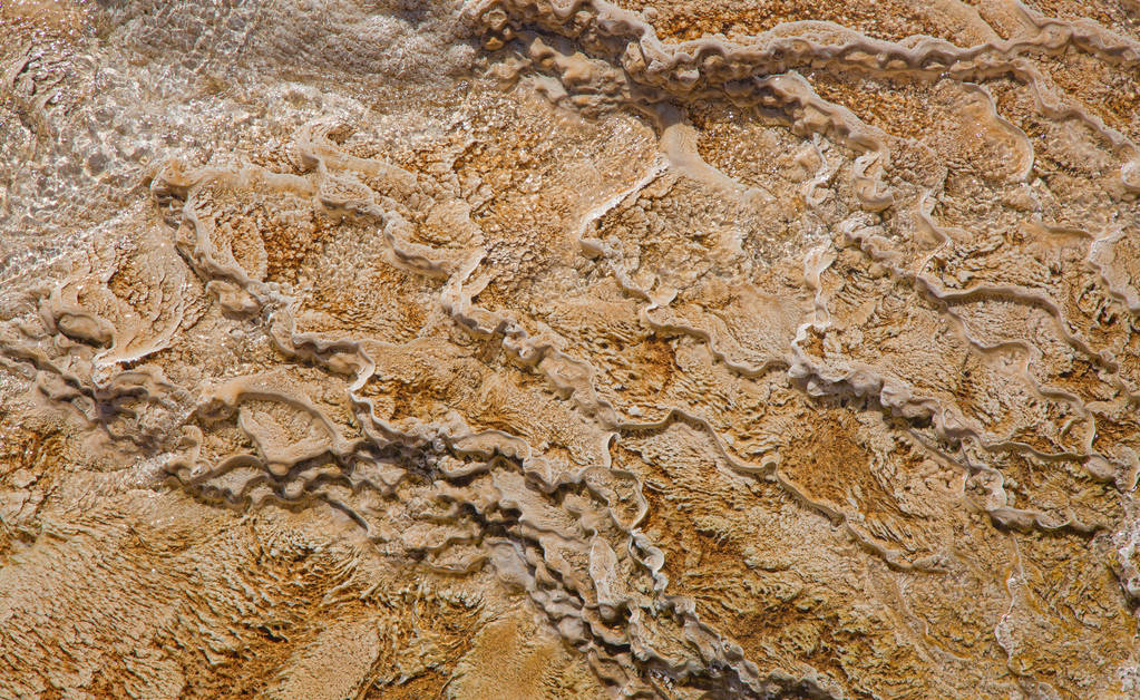 世界之上第一个证实该属的油麻藤豆荚化石被发现