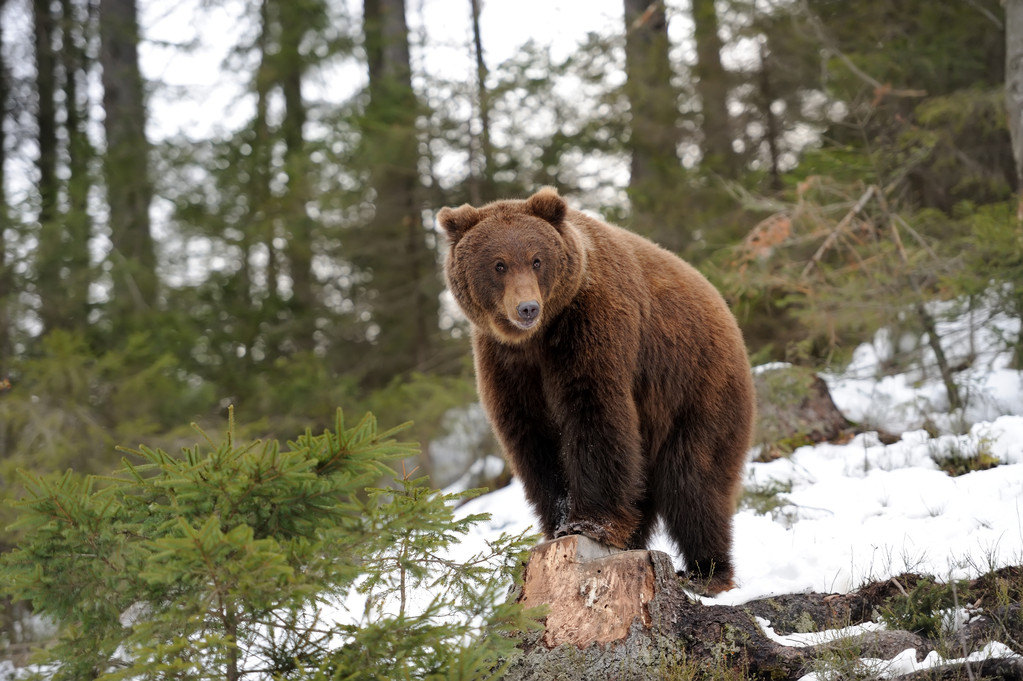 美国一快递员遇到棕熊举起双臂自卫