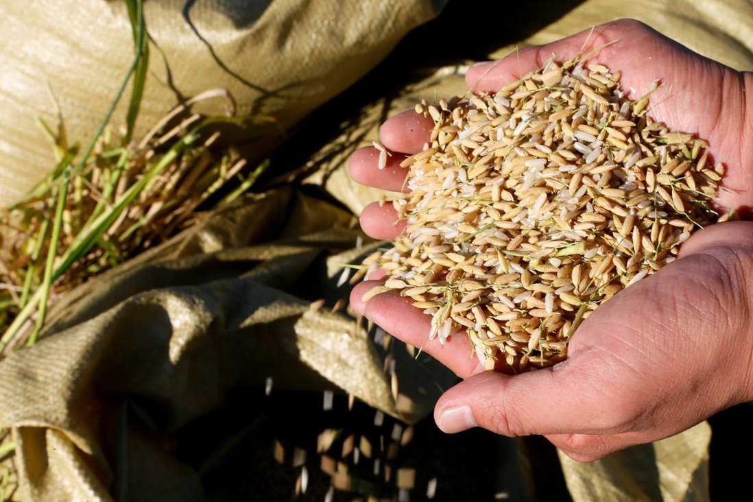 2022年世界依旧不太安稳 而中国这时候研发出了“海水稻”！