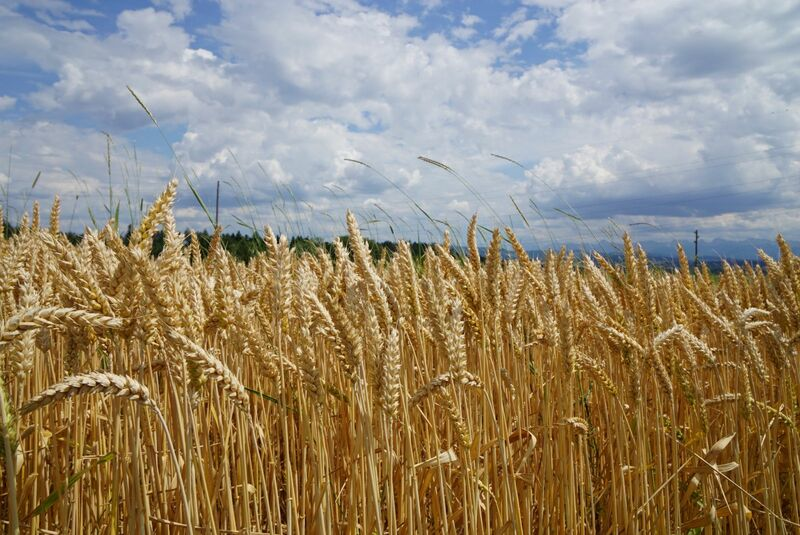 农产品期货涨不停 俄乌危机外溢 粮食涨价或不可逆
