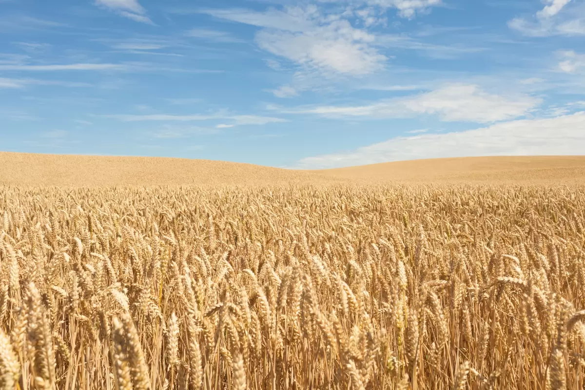 俄乌阴霾不散 国际小麦期货价格涨不停 内外一致能持续多久？