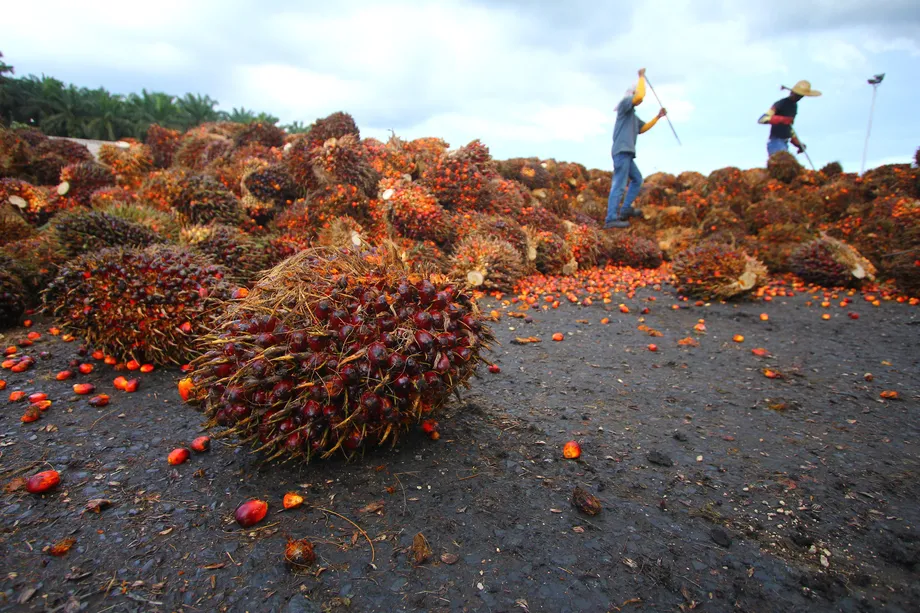 期货价格两个月暴涨近50% “食用油王”——棕榈油还能红多久？
