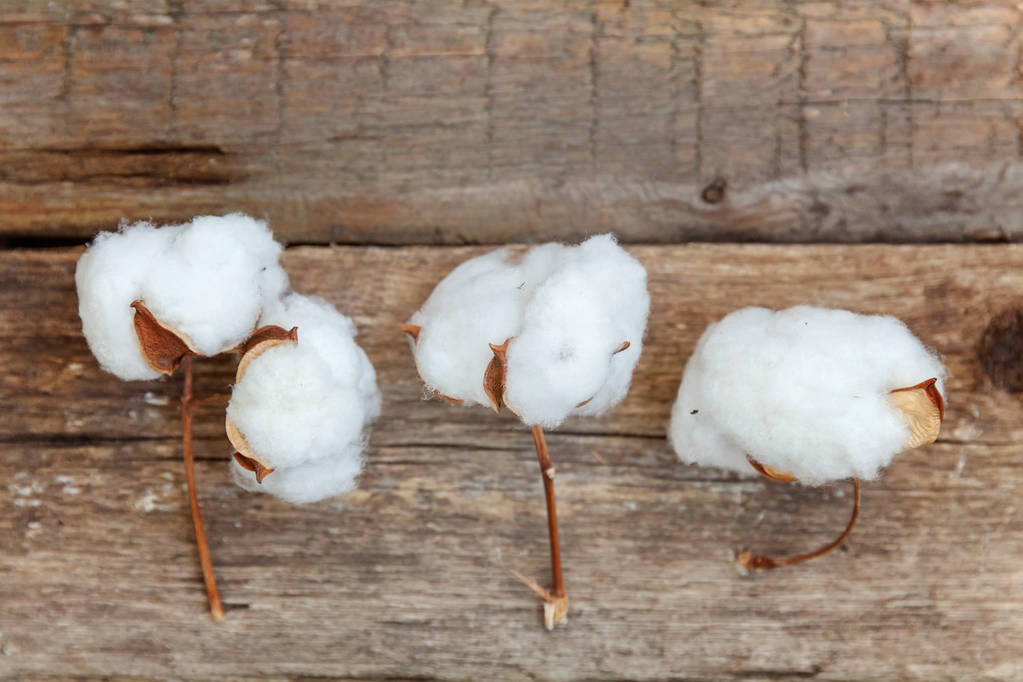 棉花仍在宽幅震荡区间内 短期外部因素干扰较多