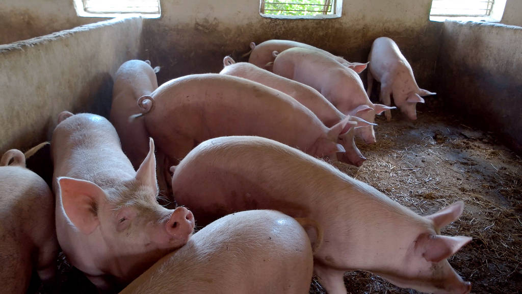 疫情影响到生猪流通 短时间内猪肉可能继续下跌