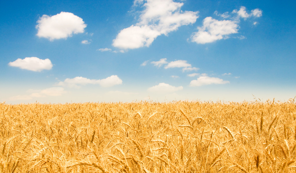 六大小麦产量国！俄罗斯第三、印度第二 第一名相当于美国2.6倍！