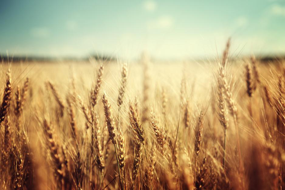 六大小麦产量国！俄罗斯第三、印度第二 第一名相当于美国2.6倍！