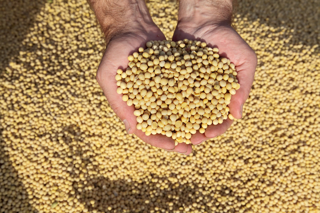 国产大豆持续拍卖 豆一期价受到压制