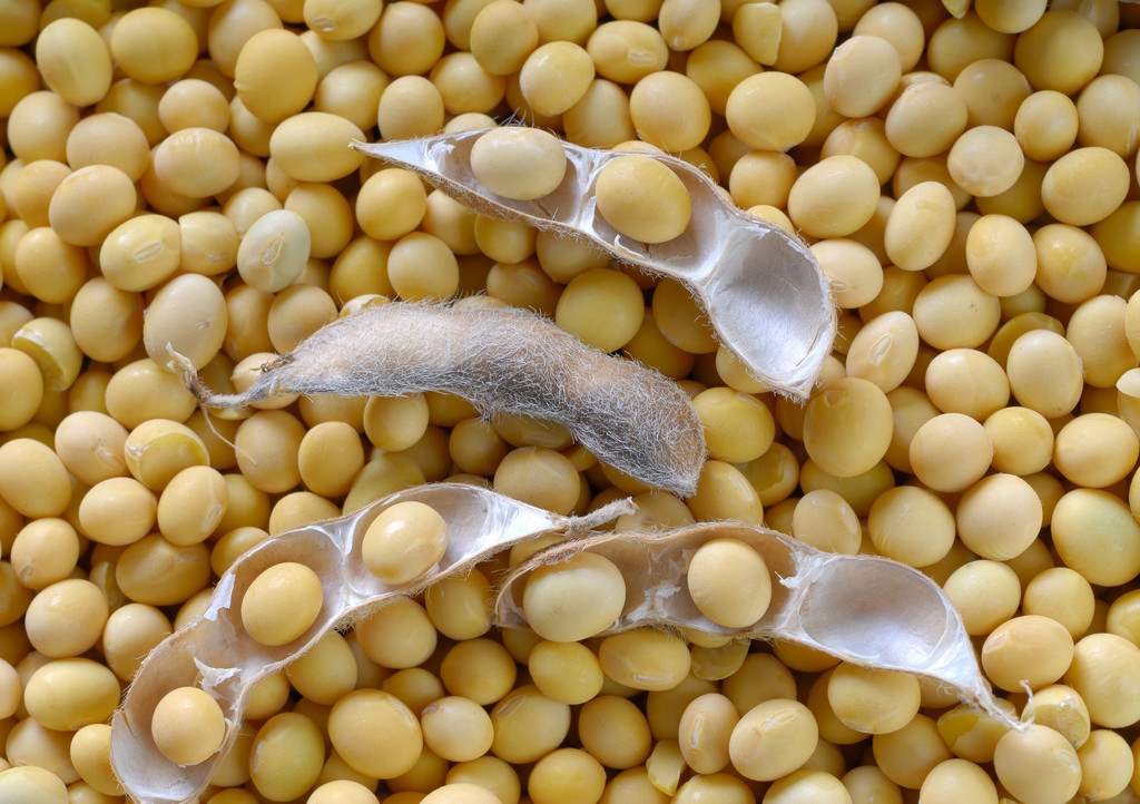 世界粮食计划署发出警告 南美降雨改善晚播大豆质量