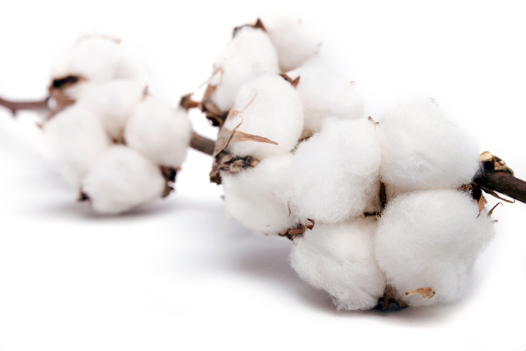 棉花收购加工企业面临亏损问题 国内棉花现货总体稳定