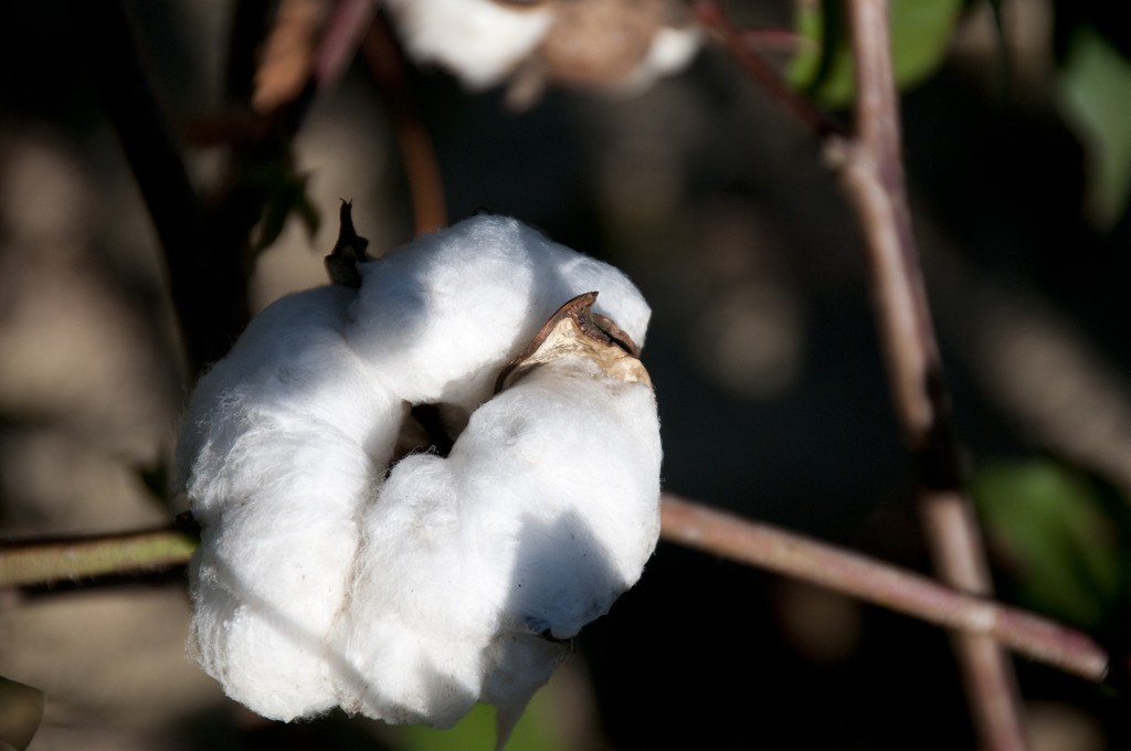 低温天气导致棉花春播较去年略推迟 棉花价格处于高位震荡过程