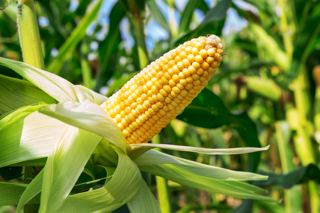 各区贸易商报价坚挺 小麦下跌制约玉米上行趋势