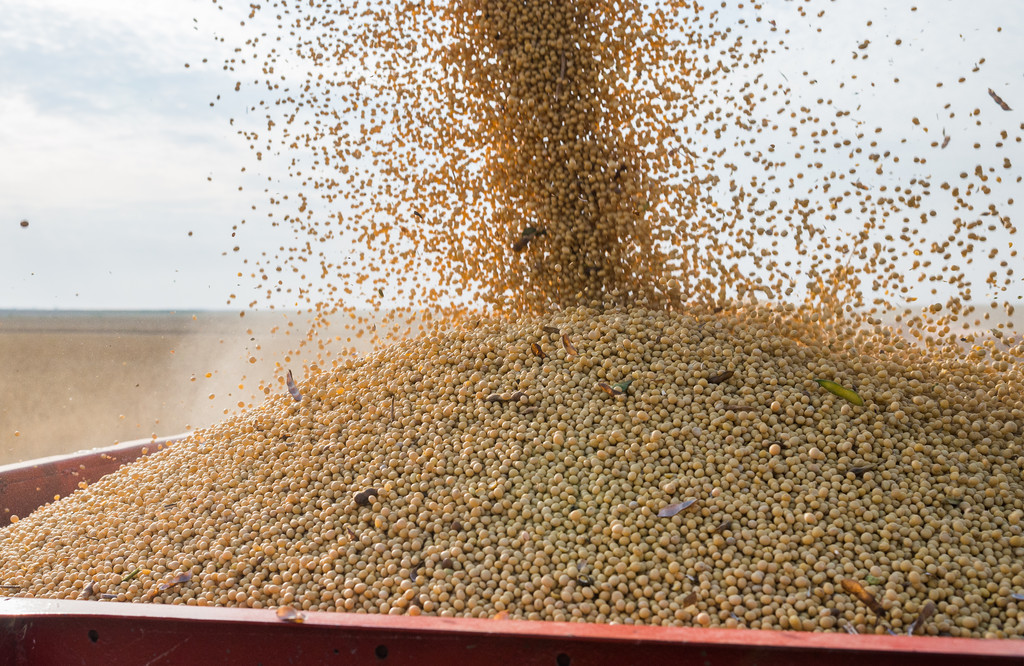 扩种预期压制大豆价格 豆一短期或维持区间震荡