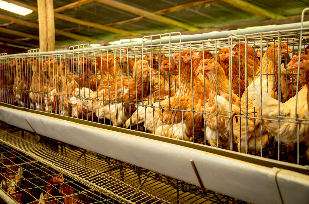 河南现H3N8禽流感感染病例 专家建议注意饮食卫生