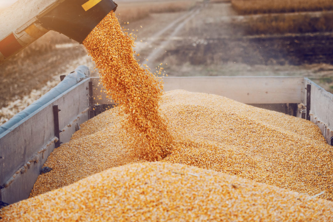 玉米价格创历史新高 乌克兰玉米装船会改变全球玉米供需么？