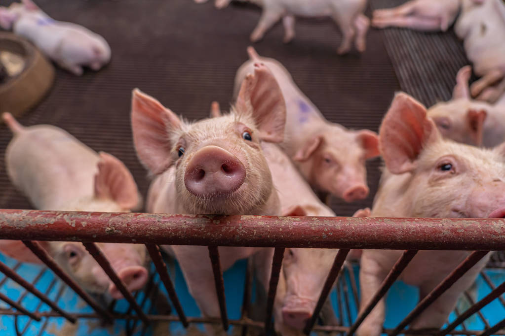 二次育肥导致供应减少 生猪价格总体向好