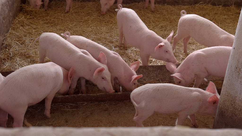 第七批中央储备冻猪肉收储挂牌竞价交易4万吨 近期猪价反弹走强