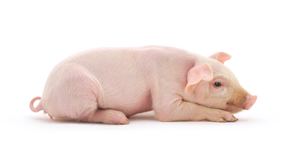养殖场被迫降价销售白条 短期生猪市场乐观氛围浓厚