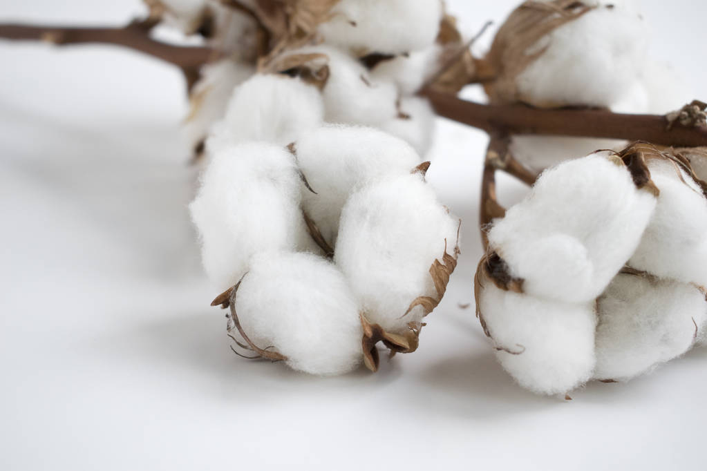 棉花整体生长进度提前 未来棉价仍将易涨难跌