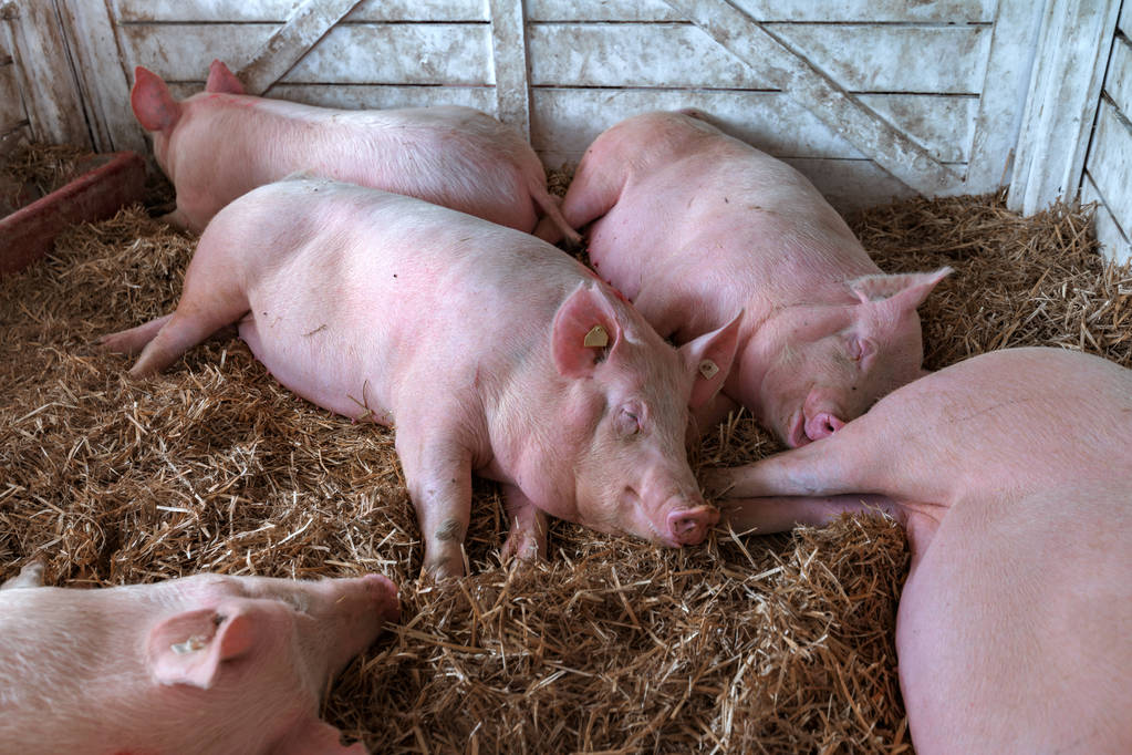4月能繁母猪存栏环比下降0.2% 猪价大涨可能性小