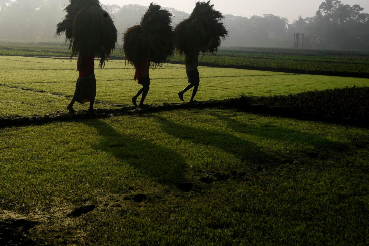 禁完小麦禁食糖 印度食品保护遭G7谴责！大米有可能是下一个！