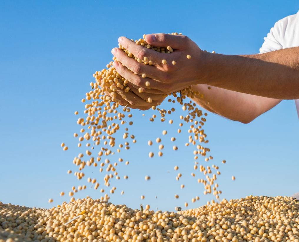 南美减产初显 巴西大豆即将枯竭 美豆价格强势上涨