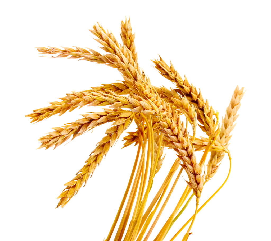 农业部：全国已收获小麦1.37亿亩 收获进度达45.1%