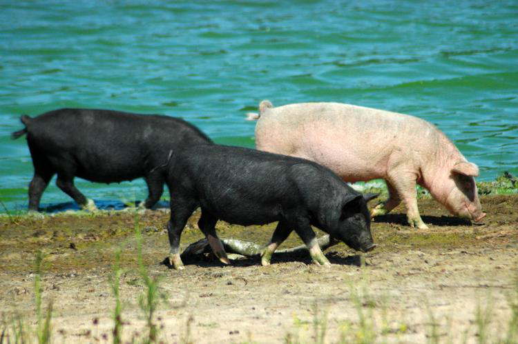 中华土猪有多难！猪八戒是黑猪 洋猪入侵中国30年 31种濒临灭绝！